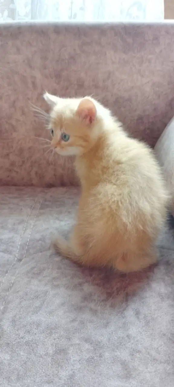 Отдам котёнка в добрые руки - Кошки (Животные) в Уфа