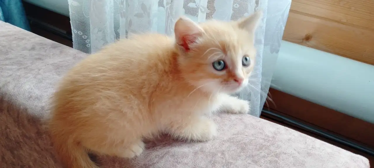Отдам котёнка в добрые руки - Кошки (Животные) в Уфа
