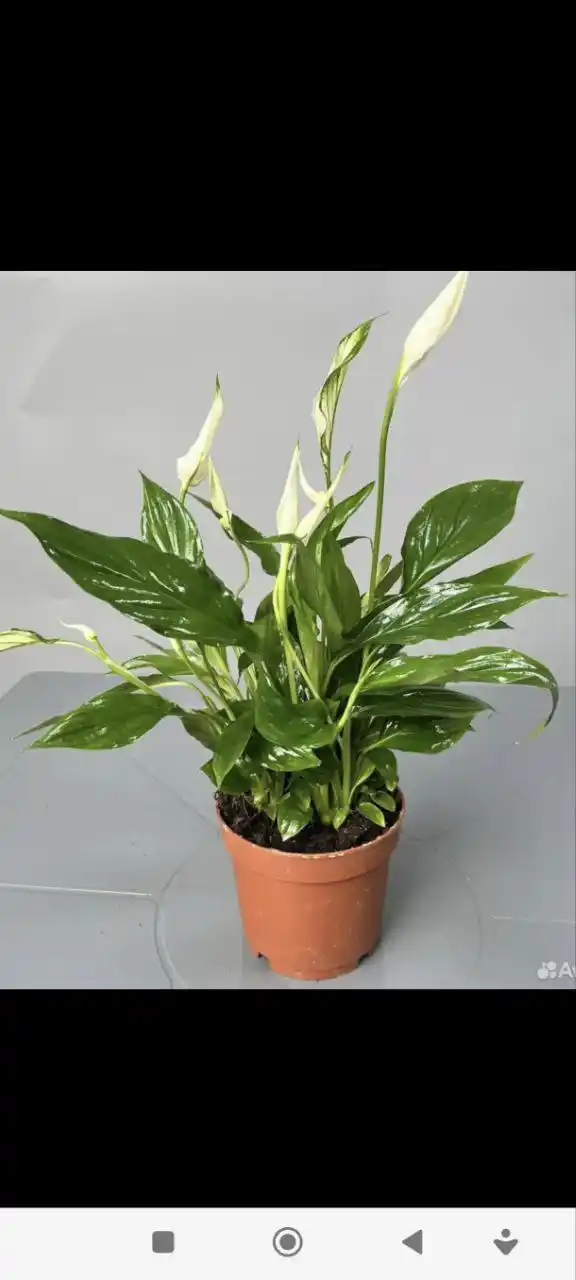 Спатифиллум Шопен - Хобби и отдых в Чебоксары