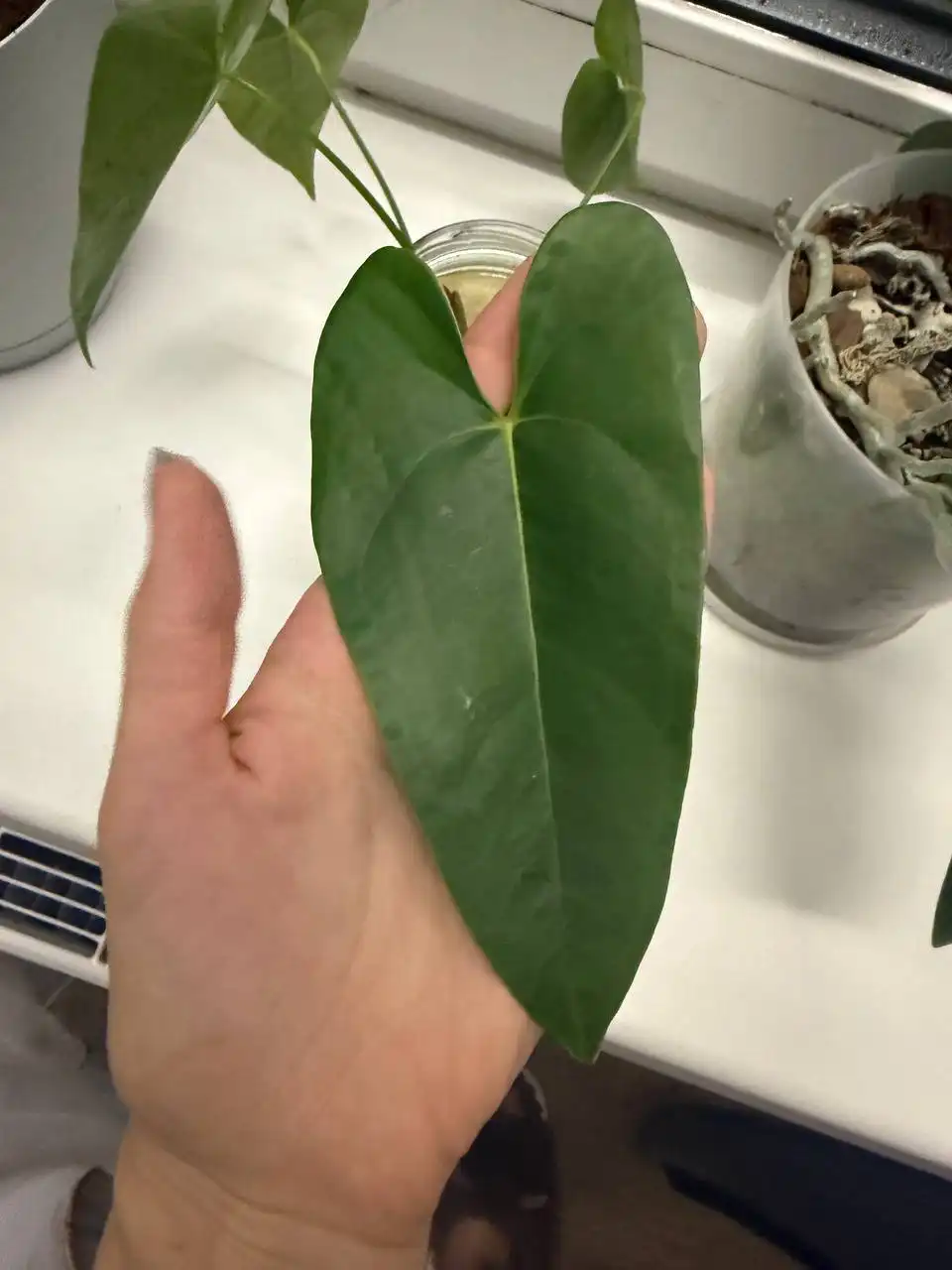 Продажа цветка «Мужское счастье»