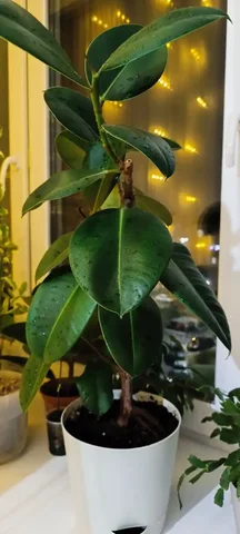 Фикус Эластика с горшком 50см - Для дома и дачи в Чебоксары