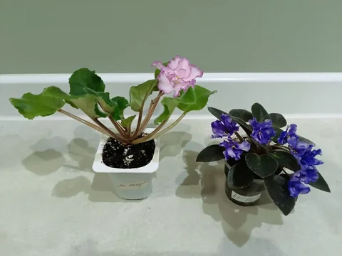 Фиалки Ян-Менуэт и ЛЕ-Ноа - Хобби и отдых в Чебоксары