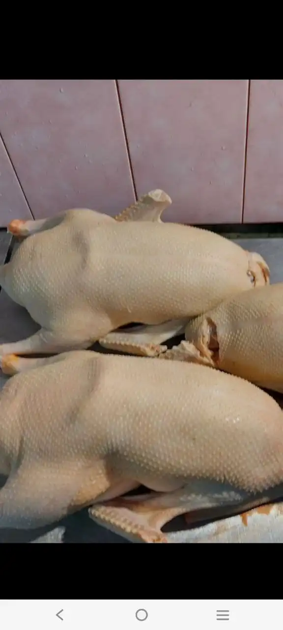 Продажа тушек и копченых гусей