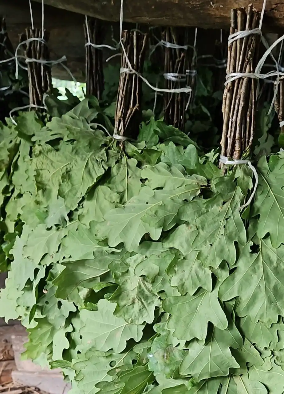 Продажа дубовых веников