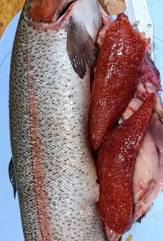 Замороженная форель с икрой - Барахолка в Чебоксары