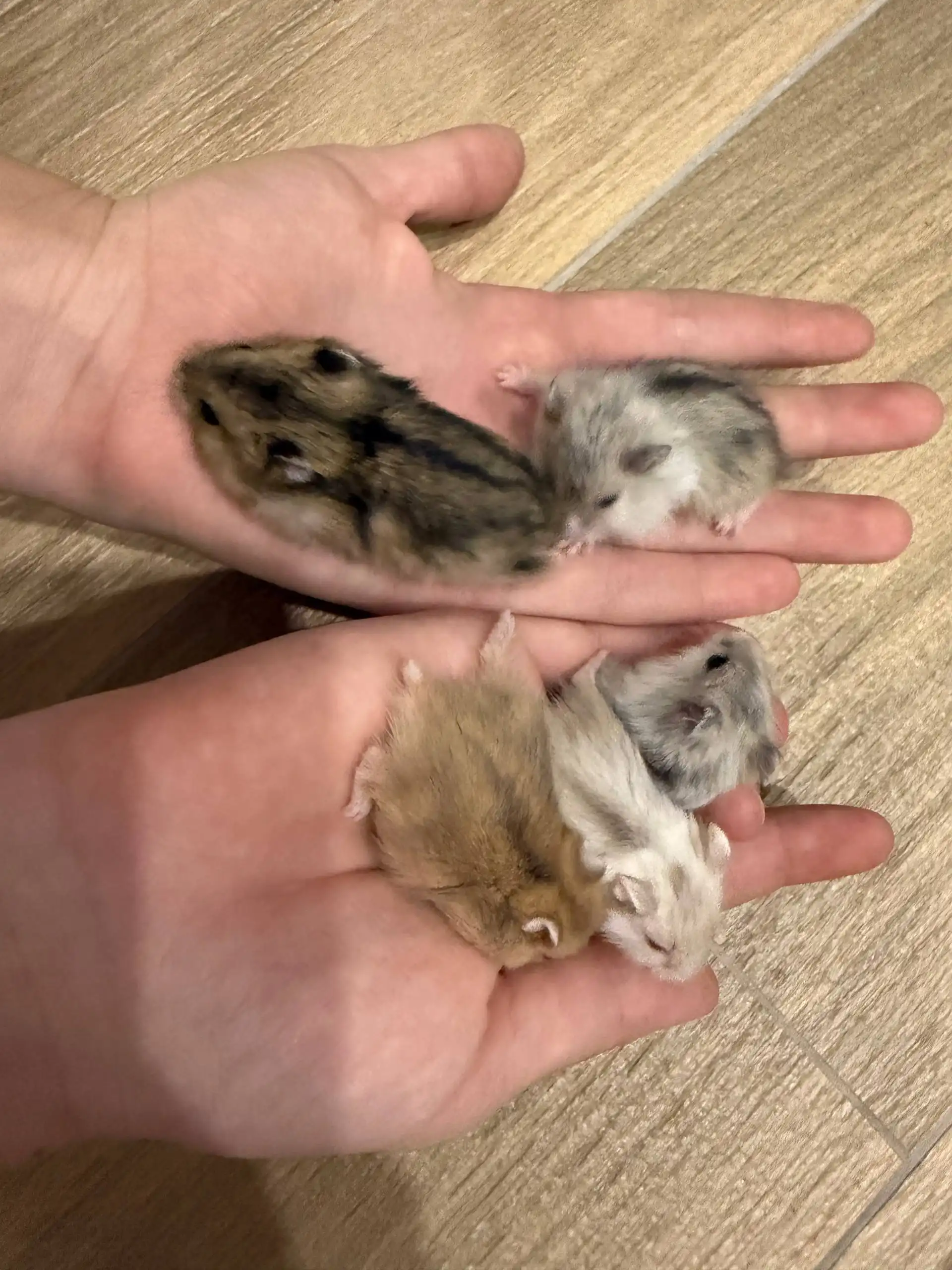 Хомячки ручные всех окрасов