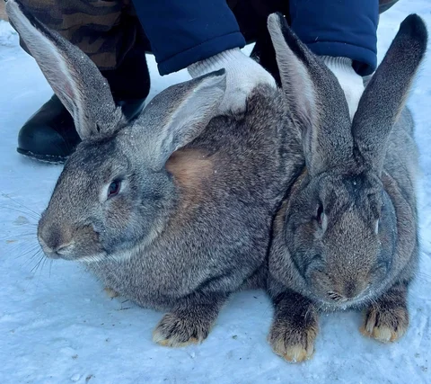 Продажа кроликов и мяса кроликов - Животные в Чебоксары