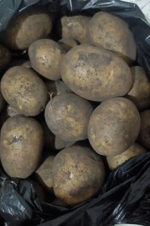 Продажа домашнего картофеля из собственного хозяйства