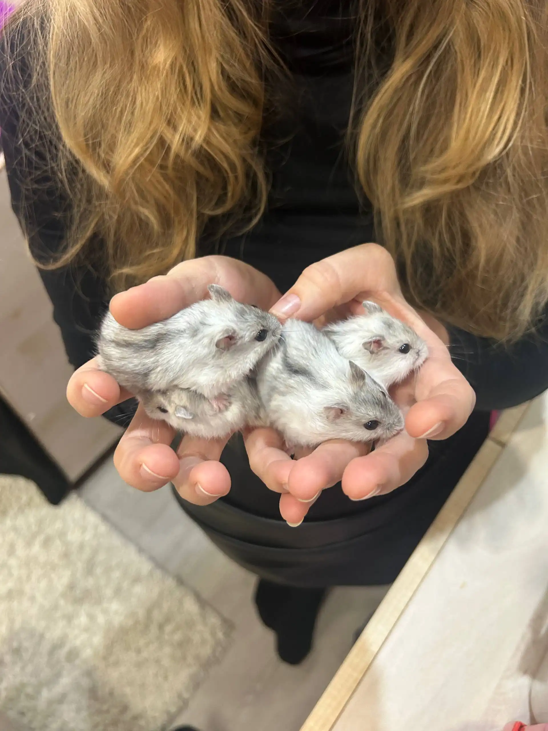 Хомяки джунгарские