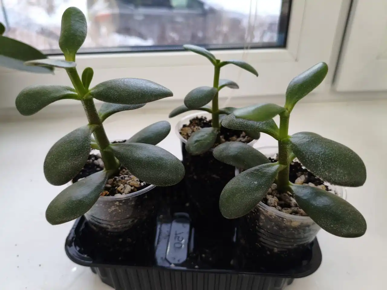 Объявление из барахолки Чебоксары