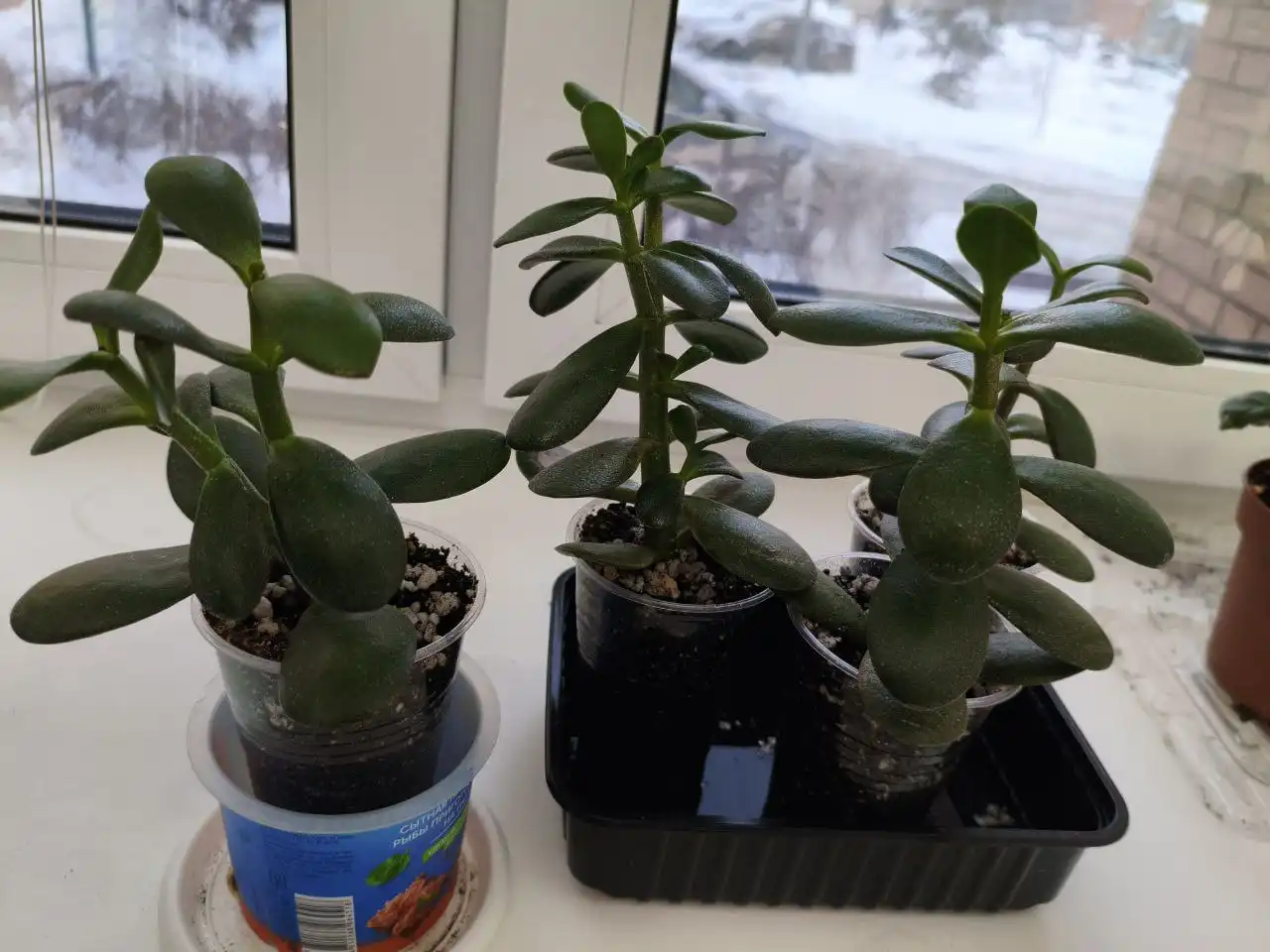 Объявление из Барахолки Чебоксары