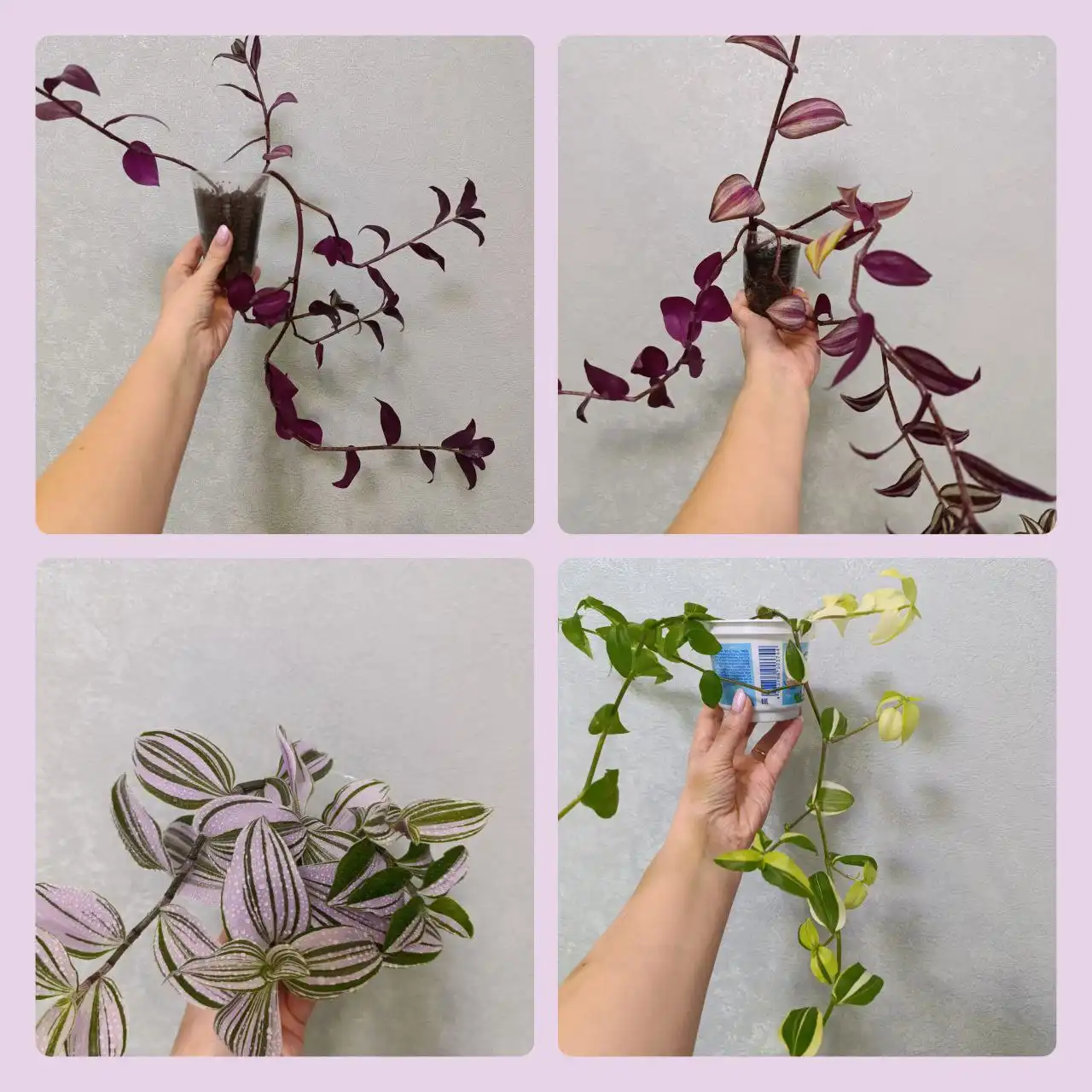 Продажа комнатных растений традесканция