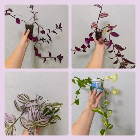 Продажа комнатных растений традесканция - Хобби и отдых в Чебоксары