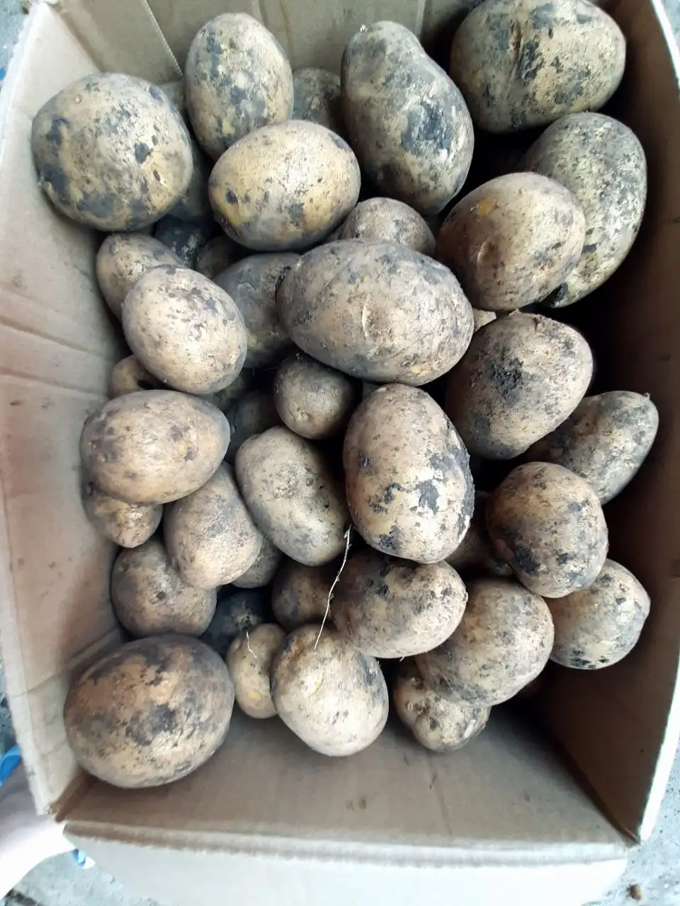 Продажа овощей и закусок