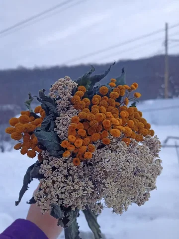 Травяные веники для бани - частное объявление в Чебоксары