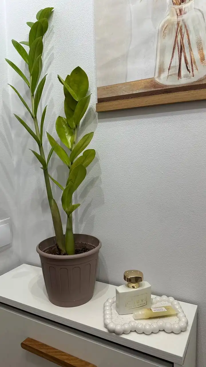 Замиокулькас (долларовое дерево) в горшке - Растения (Барахолка) в Чебоксары