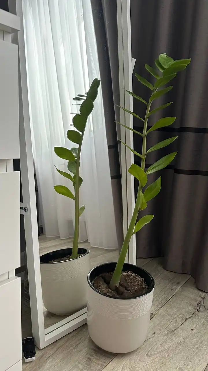 Замиокулькас (долларовое дерево) в горшке - Растения (Барахолка) в Чебоксары