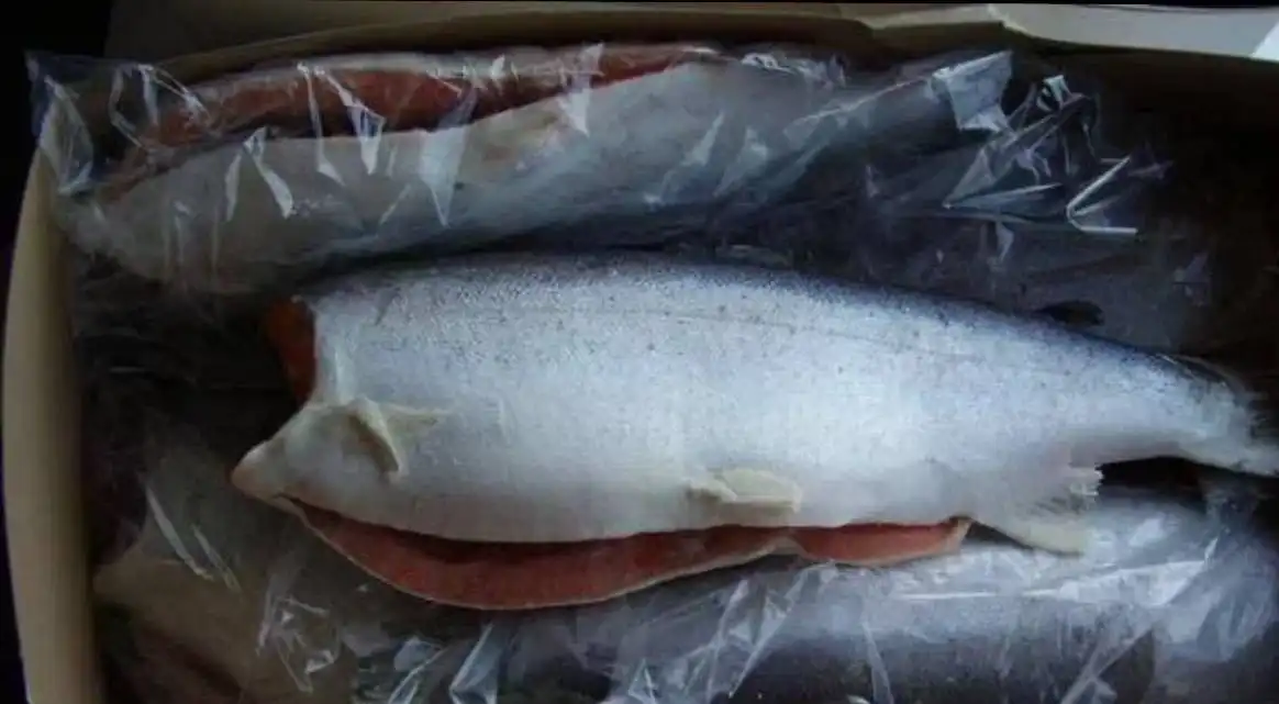 Продажа свежей форели в Чебоксарах - Продукты питания (Барахолка) в Чебоксары