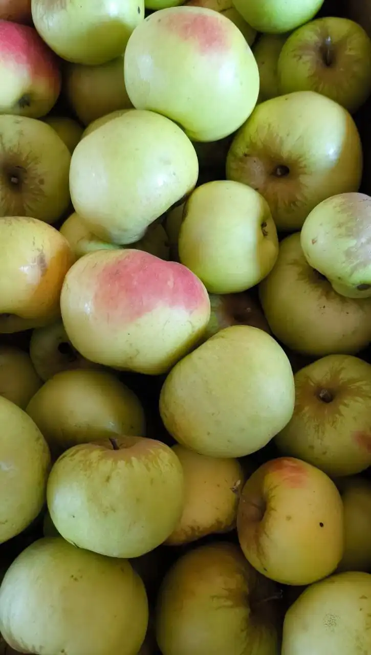 Зимние сортовые яблоки из своего сада - Продукты питания (Барахолка) в Чебоксары