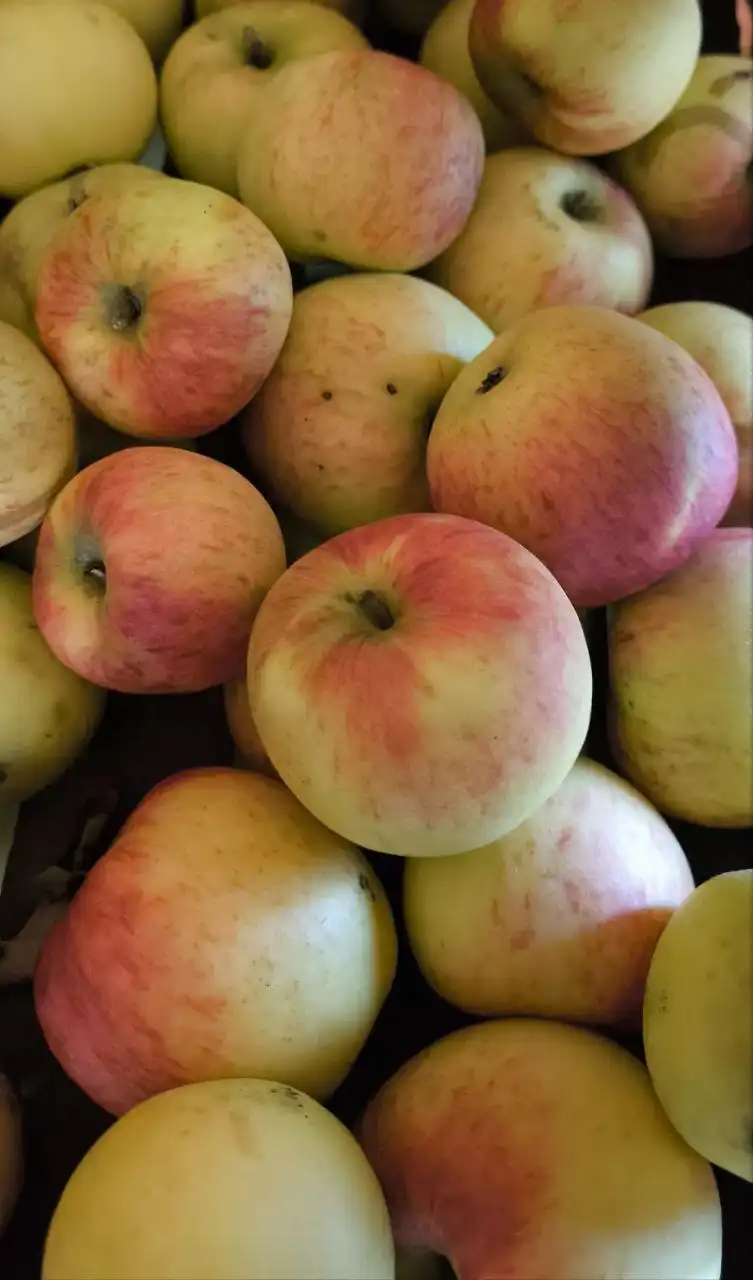 Зимние сортовые яблоки из своего сада - Продукты питания (Барахолка) в Чебоксары