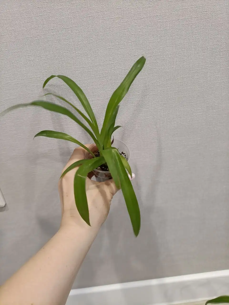 Продажа хлорофитумов - Комнатные растения (Барахолка) в Чебоксары