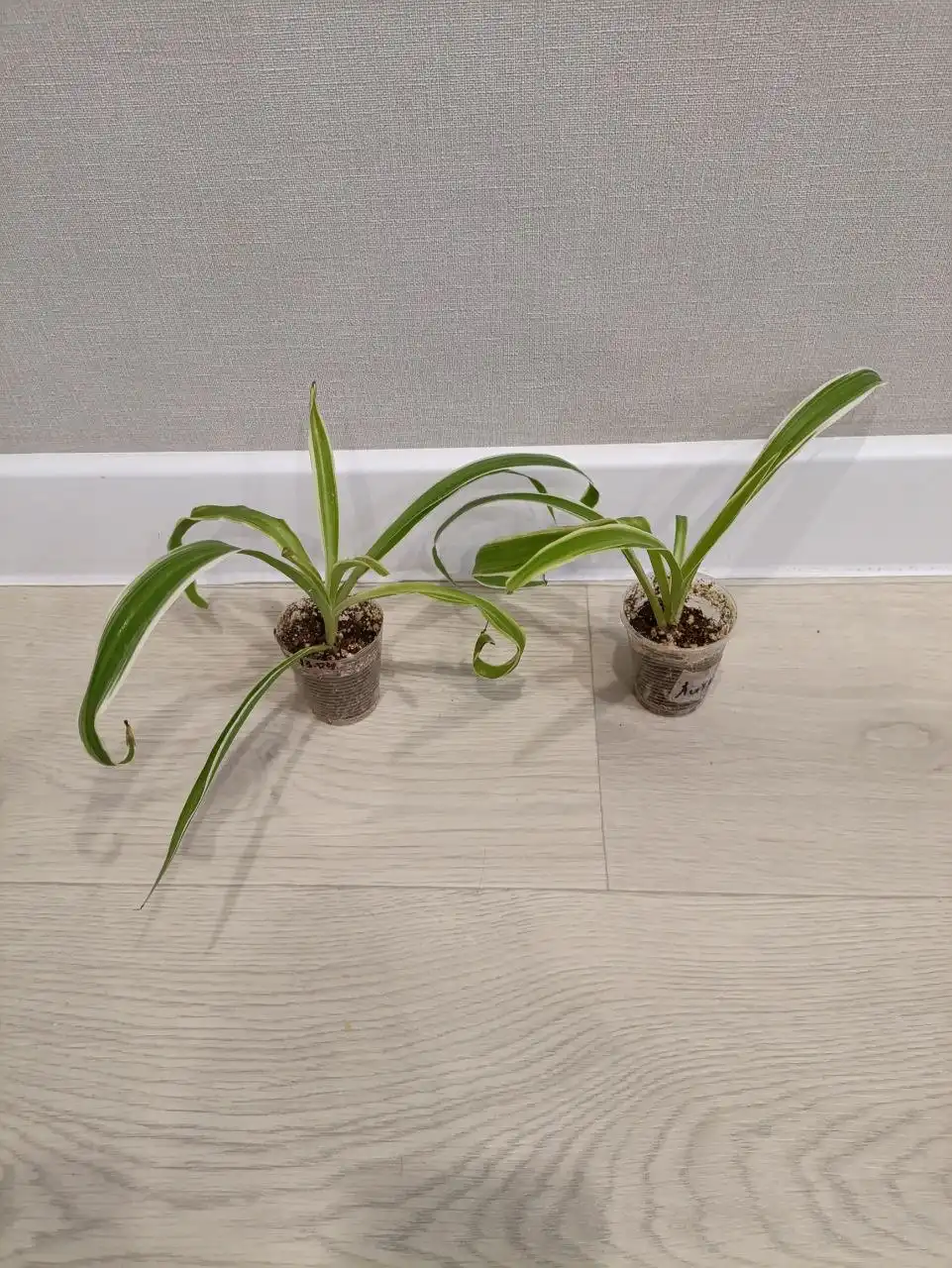 Продажа хлорофитумов - Комнатные растения (Барахолка) в Чебоксары