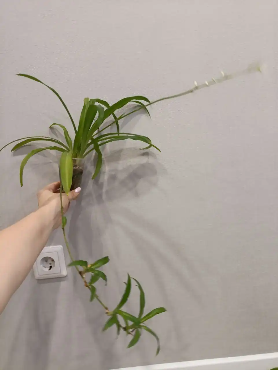 Продажа хлорофитумов - Комнатные растения (Барахолка) в Чебоксары