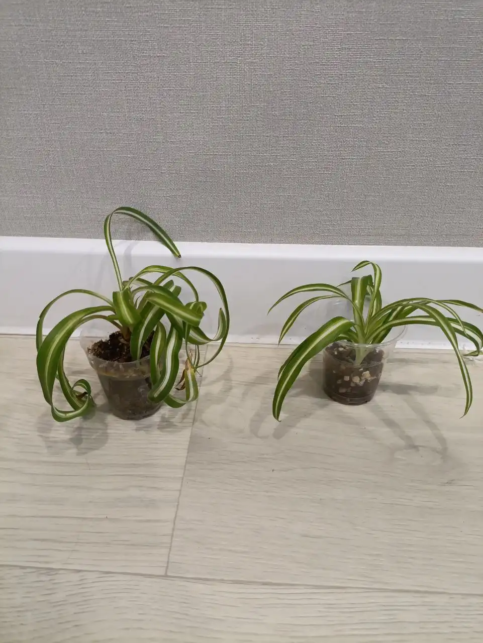 Продажа хлорофитумов - Комнатные растения (Барахолка) в Чебоксары