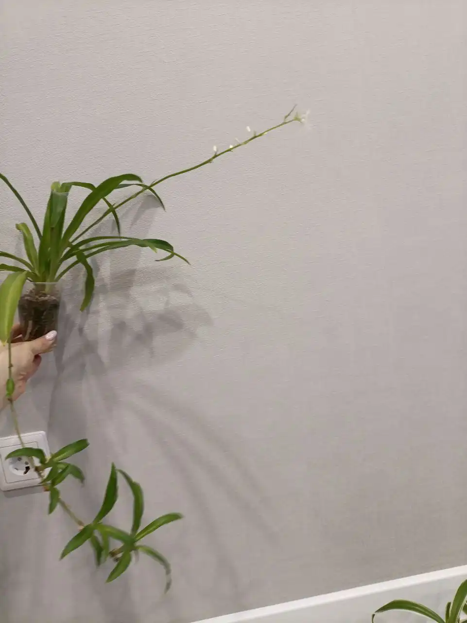 Продажа хлорофитумов - Комнатные растения (Барахолка) в Чебоксары