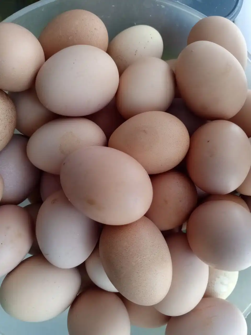 Продажа деревенских яиц - Продукты питания (Барахолка) в Чебоксары