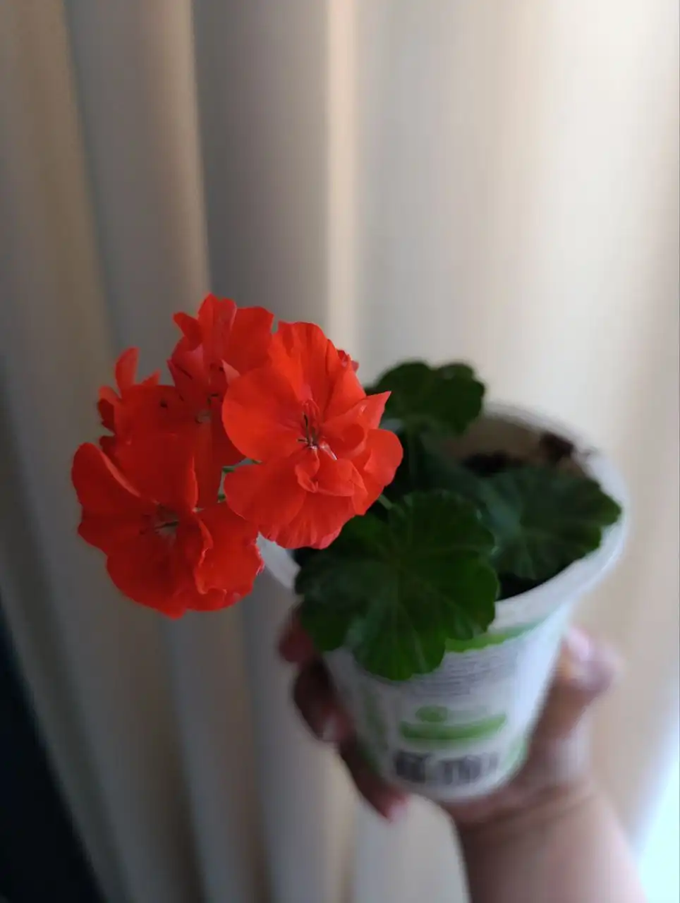 Пеларгония в Чебоксарах - Барахолка в Чебоксары