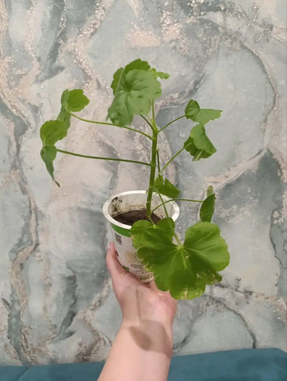 Пеларгония в Чебоксарах - Барахолка в Чебоксары