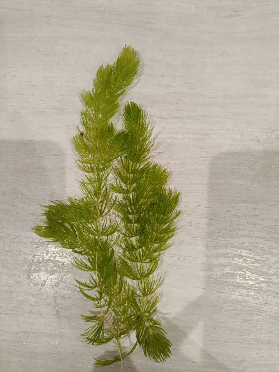 Растения для аквариума - Аквариумистика (Животные) в Чебоксары