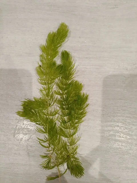 Растения для аквариума - Аквариумистика в Чебоксары