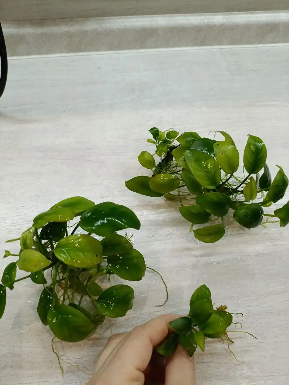 Растения для аквариума - Аквариумистика (Животные) в Чебоксары