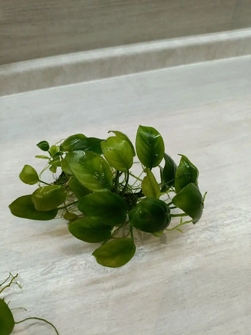 Растения для аквариума - Аквариумистика (Животные) в Чебоксары