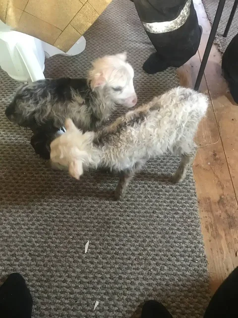 Продажа свежей свинины от фермера - Аквариумы и аксессуары в Чебоксары