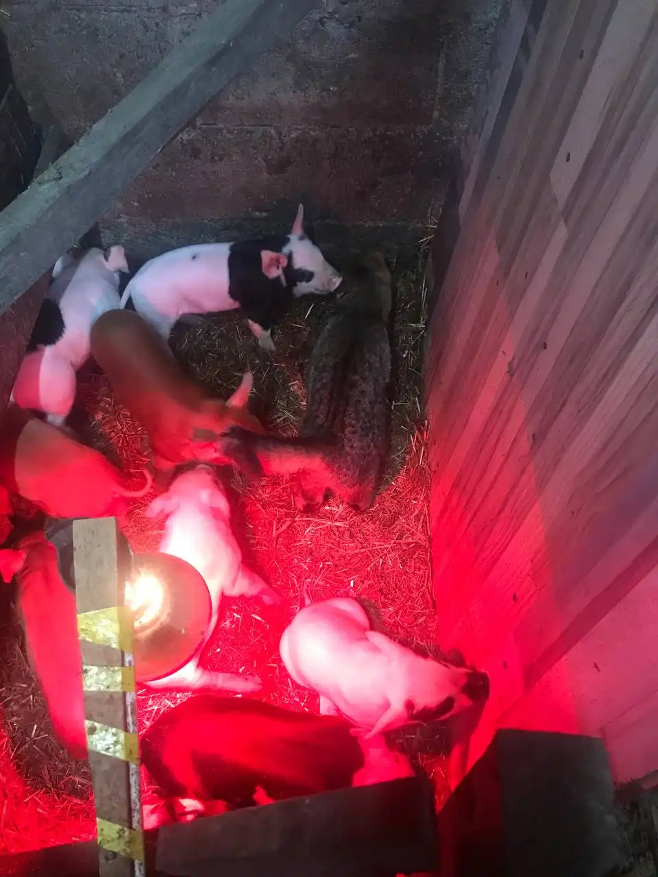 Продажа свежей свинины от фермера - Продукты питания (Барахолка) в Чебоксары