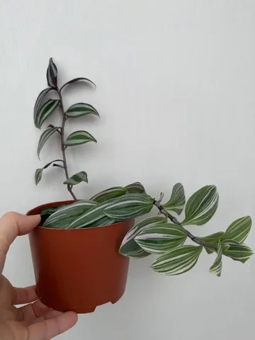 Традесканция 2 вида с боковыми побегами - Коллекционирование в Чебоксары