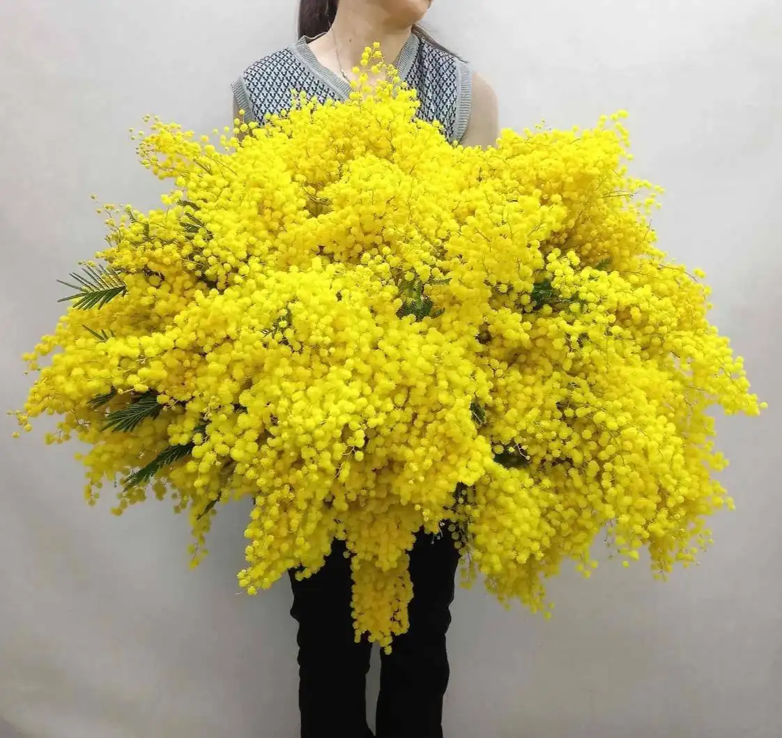 Поиск мимозы к 8 марта - Цветы (Барахолка) в Чебоксары