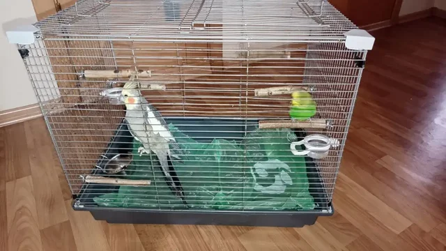 Продажа попугая с клеткой и кормом - Аквариумные рыбки в Чебоксары