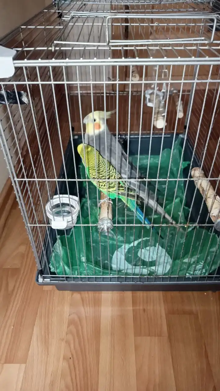 Продажа попугая с клеткой и кормом - Птицы (Животные) в Чебоксары
