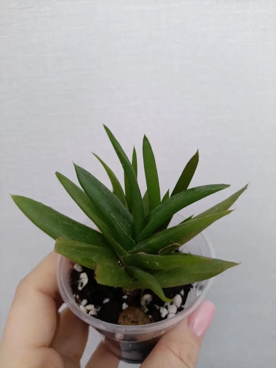 Продажа кактусов и алоэ в Чебоксарах - Растения (Хобби и отдых) в Чебоксары