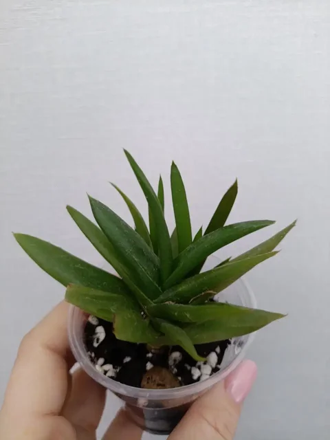 Продажа кактусов и алоэ в Чебоксарах - Вышивальные машины в Чебоксары