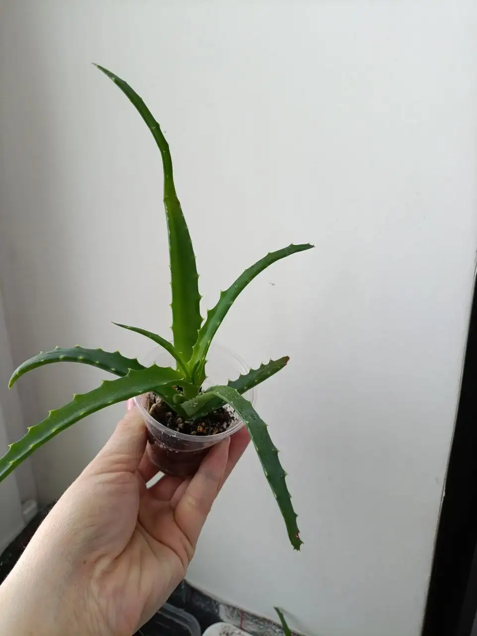 Продажа кактусов и алоэ в Чебоксарах - Растения (Хобби и отдых) в Чебоксары