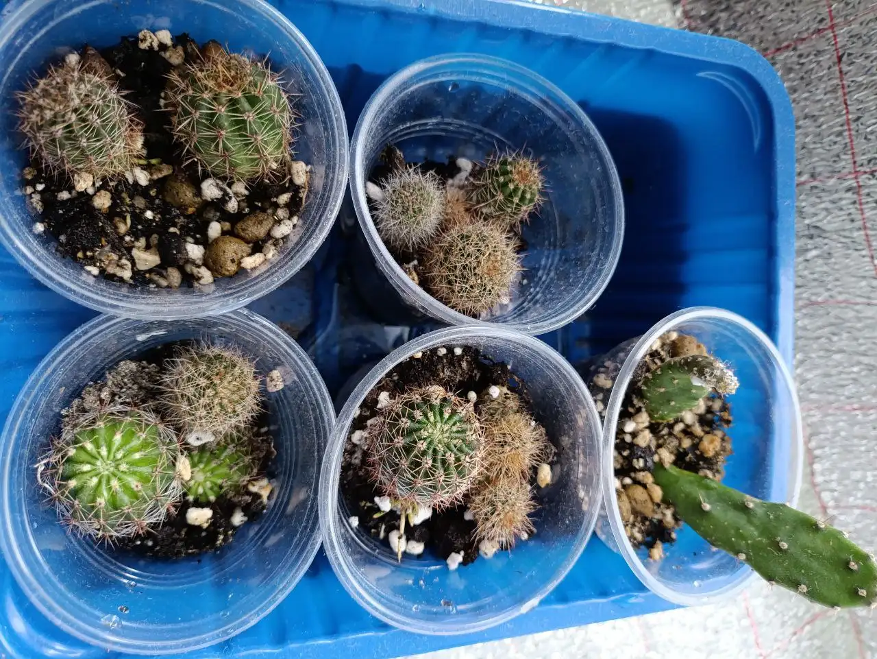 Продажа кактусов и алоэ в Чебоксарах - Растения (Хобби и отдых) в Чебоксары