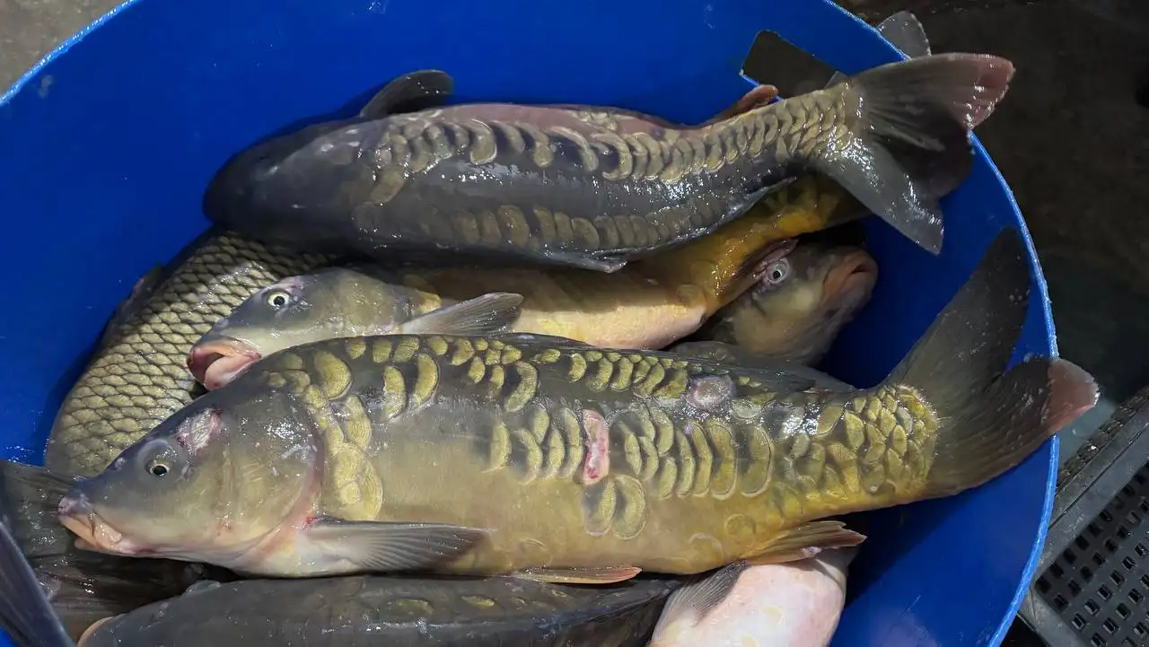 Привоз живой рыбы - Продукты питания (Барахолка) в Чебоксары