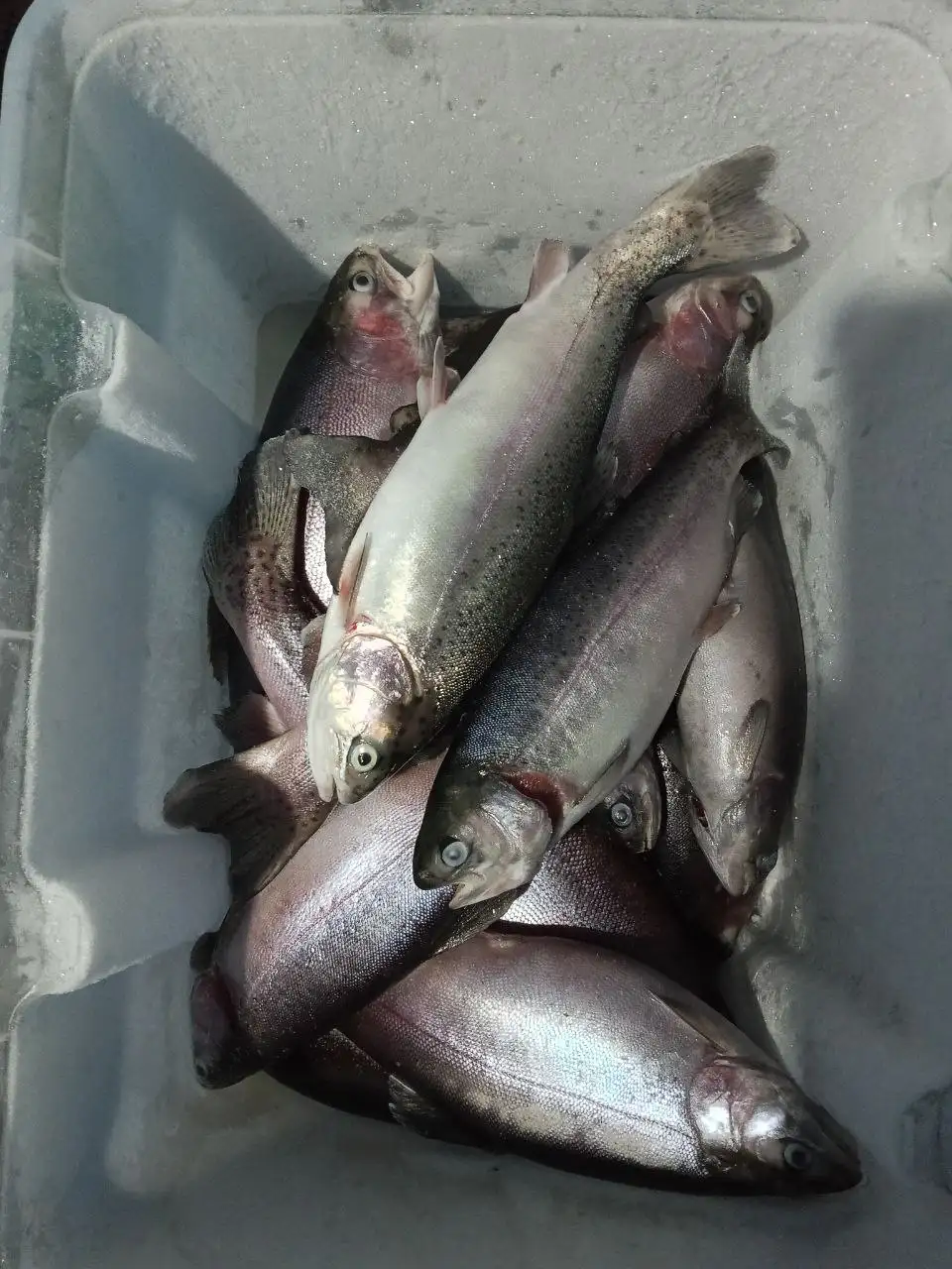 Продажа форели свежемороженой и слабосолёной в Чебоксарах - Продукты питания (Барахолка) в Чебоксары