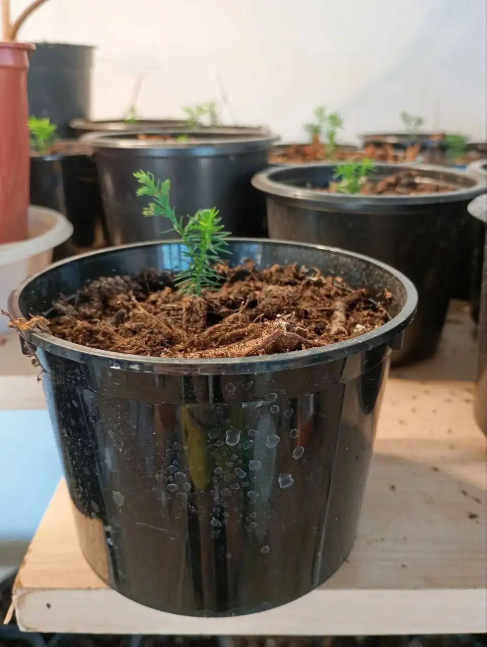 Продажа сеянцев туй оптом - Растения (Барахолка) в Чебоксары