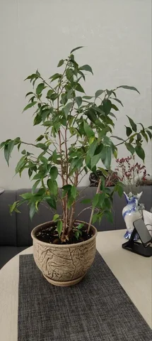 Фикус без горшка - Сувениры/Подарки в Чебоксары